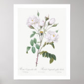  BOTANISCH WITTE ROSE ILLUSTRATIE POSTER (Voorkant)