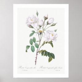 BOTANISCH WITTE ROSE ILLUSTRATIE POSTER