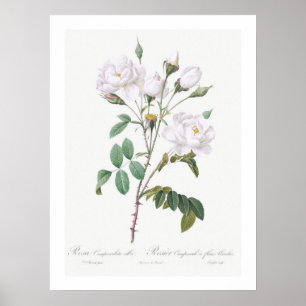 BOTANISCH WITTE ROSE ILLUSTRATIE POSTER