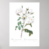  BOTANISCH WITTE ROSE ILLUSTRATIE POSTER (Voorkant)