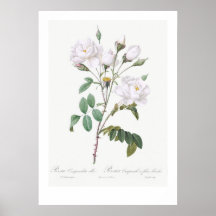 BOTANISCH WITTE ROSE ILLUSTRATIE POSTER