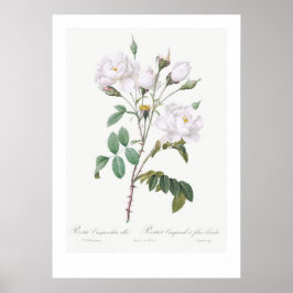 BOTANISCH WITTE ROSE ILLUSTRATIE POSTER