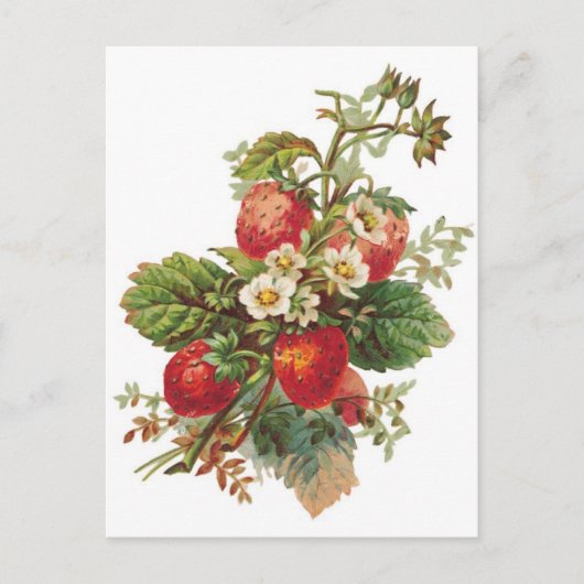 botanische aardbeien briefkaart (Voorkant)