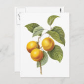 Botanische afbeelding van Abrikozenpelke Briefkaart (Voorkant / Achterkant)