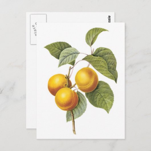 Botanische afbeelding van Abrikozenpelke Briefkaart (Voorkant / Achterkant)
