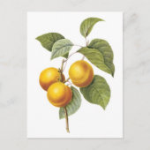 Botanische afbeelding van Abrikozenpelke Briefkaart (Voorkant)