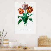 botanische afbeelding van een tulp poster (Keuken)
