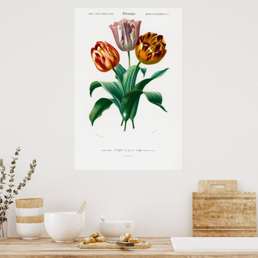  botanische afbeelding van een tulp poster (Keuken)