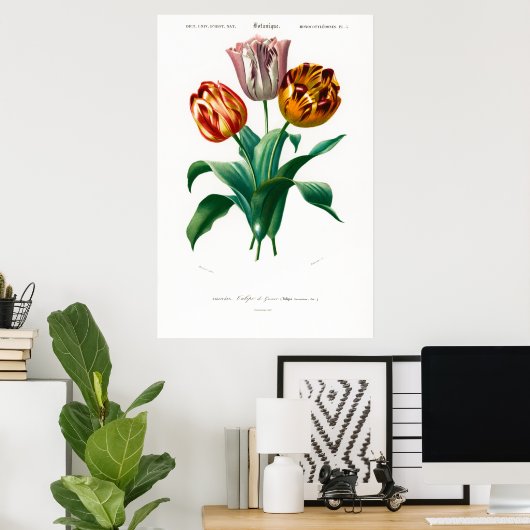  botanische afbeelding van een tulp poster (Thuiskantoor)