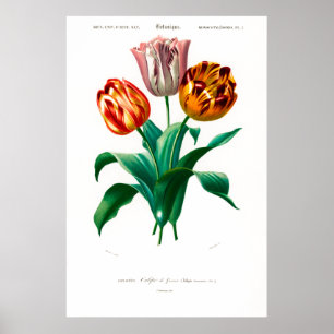 botanische afbeelding van een tulp poster