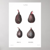  botanische afbeelding van figuren poster (Voorkant)