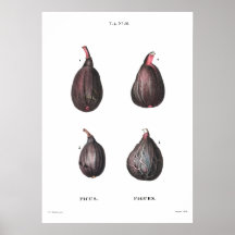  botanische afbeelding van figuren