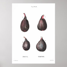 botanische afbeelding van figuren poster