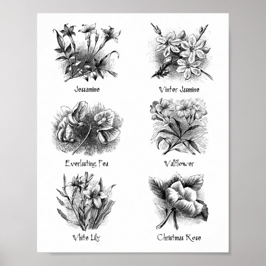 Botanische afbeeldingen poster (Voorkant)