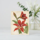  botanische afdruk - Amaryllis Briefkaart (Staand voorkant)