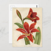  botanische afdruk - Amaryllis Briefkaart (Voorkant / Achterkant)
