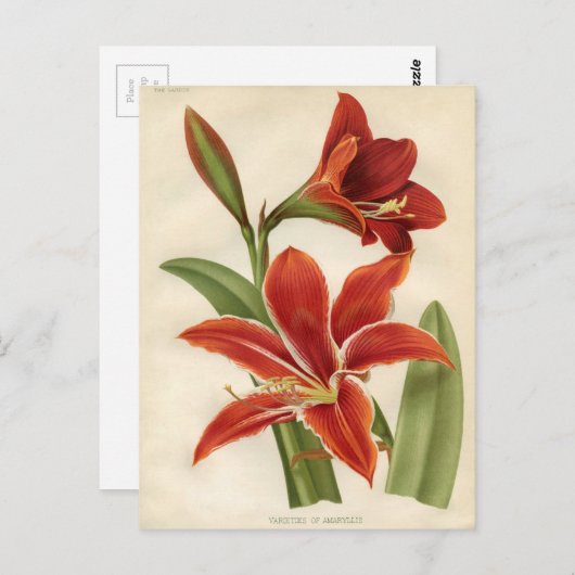  botanische afdruk - Amaryllis Briefkaart (Voorkant / Achterkant)