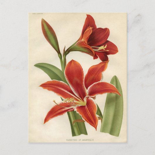  botanische afdruk - Amaryllis Briefkaart (Voorkant)