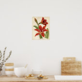botanische afdruk - Amaryllis Poster (Keuken)