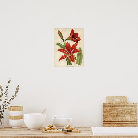  botanische afdruk - Amaryllis Poster (Keuken)
