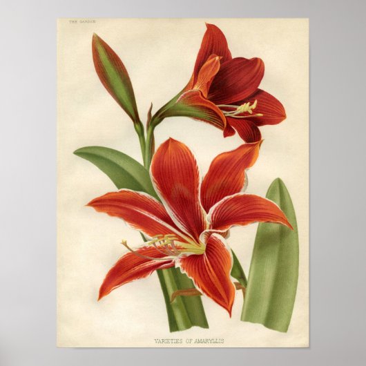 botanische afdruk - Amaryllis Poster (Voorkant)