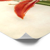 botanische afdruk - Amaryllis Poster (Hoek)