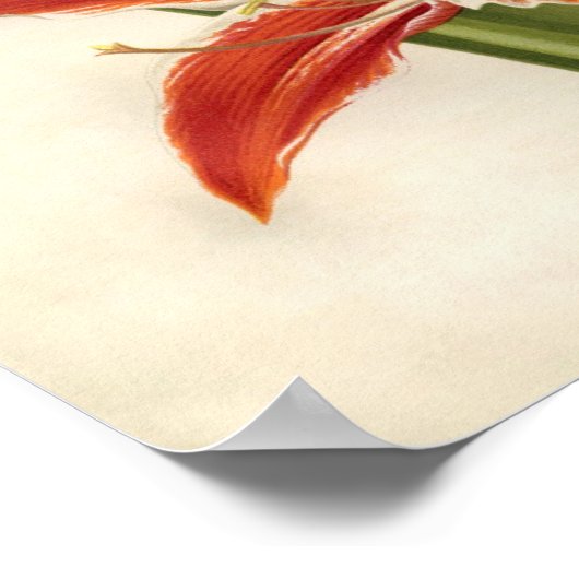  botanische afdruk - Amaryllis Poster (Hoek)