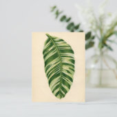 Botanische afdruk - Banaan (musa vittata) Briefkaart (Staand voorkant)