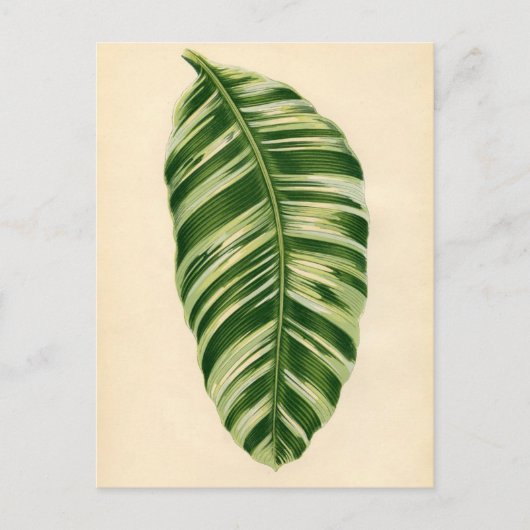 Botanische afdruk - Banaan (musa vittata) Briefkaart (Voorkant)