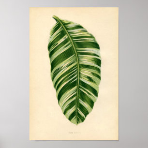 Botanische afdruk - Banaan (musa vittata) Poster