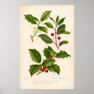 Botanische afdruk - Bergmontage & American Holly Poster