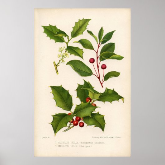 Botanische afdruk - Bergmontage & American Holly Poster (Voorkant)