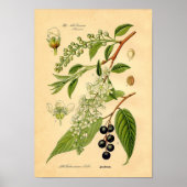 Botanische afdruk - Bird Cherry (Padus avium) Poster (Voorkant)