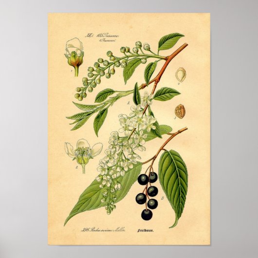 Botanische afdruk - Bird Cherry (Padus avium) Poster (Voorkant)