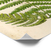botanische afdruk - Bracken / Ferns Poster (Hoek)