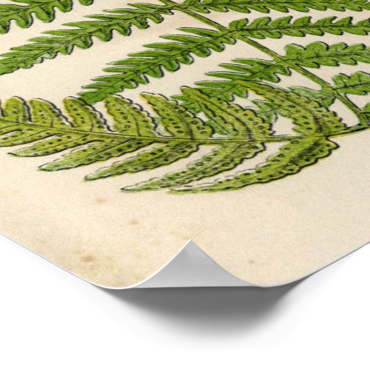 botanische afdruk - Bracken / Ferns Poster (Hoek)