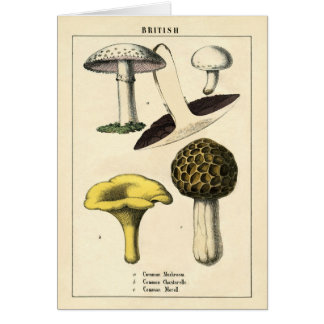 Botanische afdruk - Britse paddenstoelen en Fungi