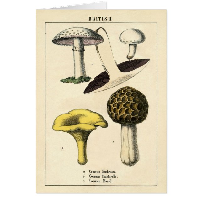 Botanische afdruk - Britse paddenstoelen en Fungi (Voorkant)