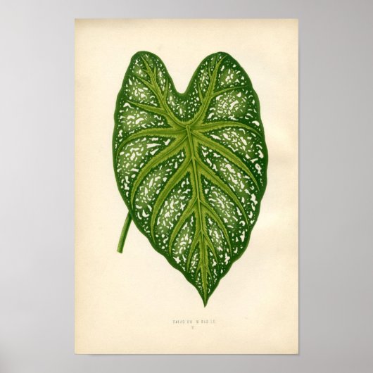 Botanische afdruk - Caladium Leaf Poster (Voorkant)