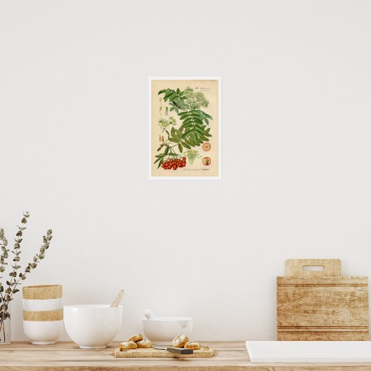 Botanische afdruk decorator - Apple, Mountain Ash Poster (Keuken)