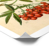Botanische afdruk decorator - Apple, Mountain Ash Poster (Hoek)
