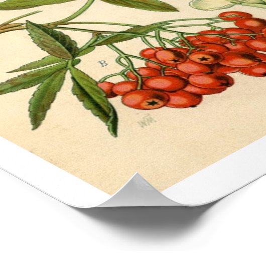 Botanische afdruk decorator - Apple, Mountain Ash Poster (Hoek)