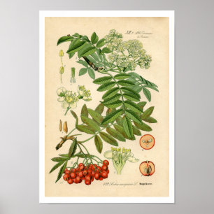 Botanische afdruk decorator - Apple, Mountain Ash Poster
