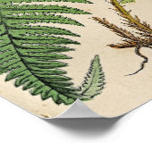 botanische afdruk - Ferns Poster (Hoek)