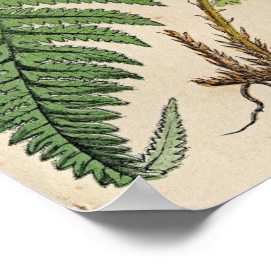  botanische afdruk - Ferns Poster (Hoek)