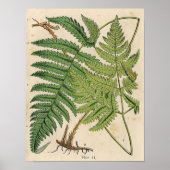  botanische afdruk - Ferns Poster (Voorkant)