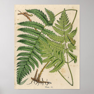  botanische afdruk - Ferns Poster