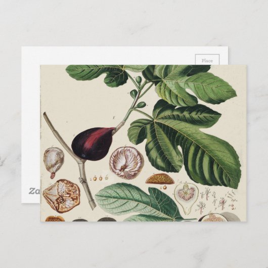 Botanische afdruk figuren briefkaart (Voorkant / Achterkant)