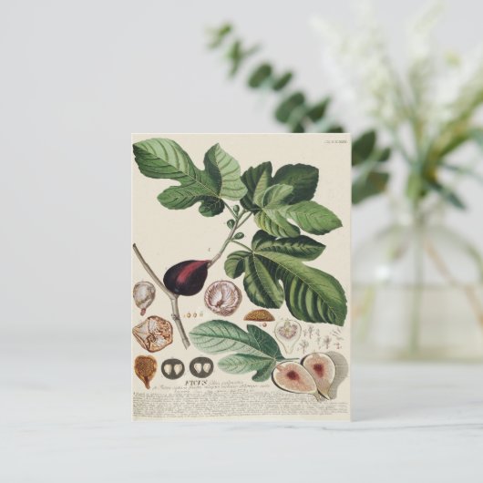 Botanische afdruk  figuren briefkaart (Staand voorkant)