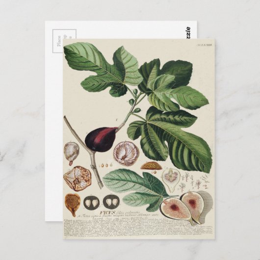 Botanische afdruk  figuren briefkaart (Voorkant / Achterkant)